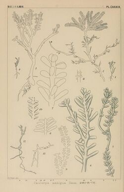 Icones of Japanese algae (Pl. CXXXIX) (8006321730).jpg