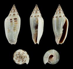 Imbricaria astyagis 01.JPG