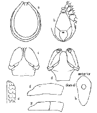 Anatomical features of Ixodes holocyclus adult male