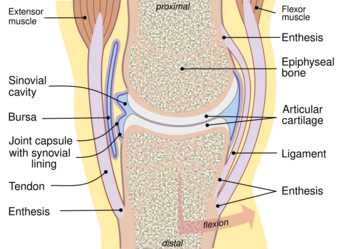 Joint.svg