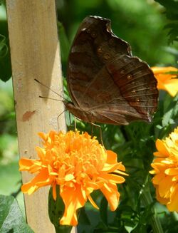 Junonia hedonia 2.jpg