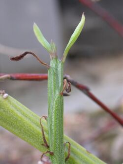 Kleinia madagascariensis.jpg