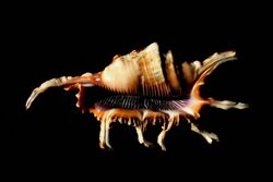Lambis scorpius shell.jpg