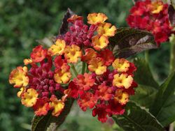 Lantana Camara FR 2012.jpg