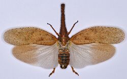 Lanternfly (Zanna servillei) (8572689192).jpg