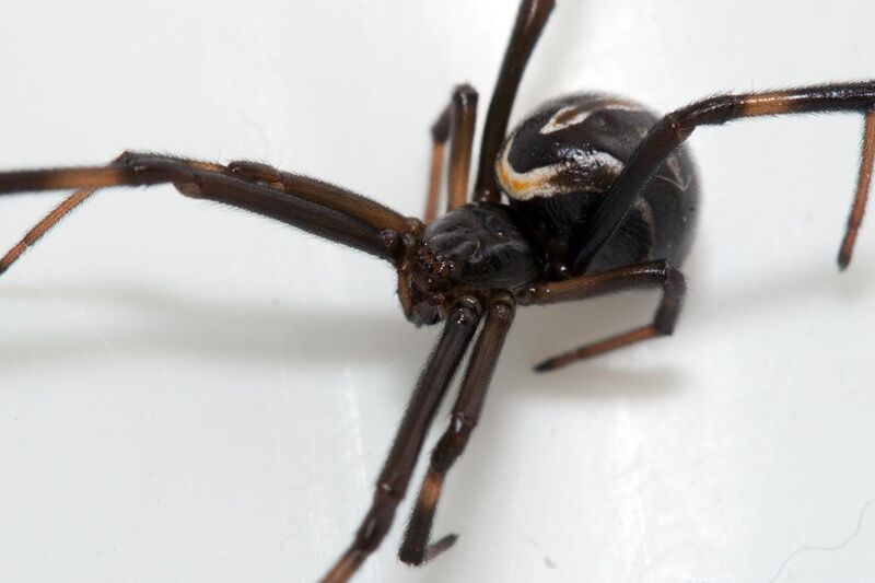 File:Latrodectus hesperus black widow spider immature female.jpg