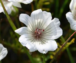 Limnanthes douglasii ssp rosea.jpg