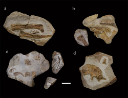 Lingyuanosaurus holotype.png