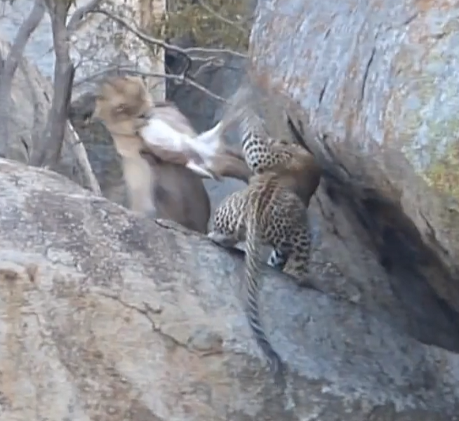 File:Lioness vs Leopard 9 July 2016 Latest Sightings 1.png