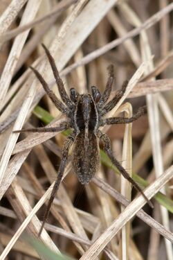 Little Banded Wolf Spider (Pardosa modica) - Guelph, Ontario 2017-04-09.jpg
