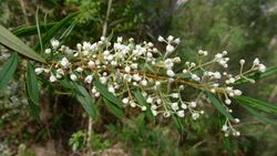 Logania albiflora flowers (9619861155).jpg