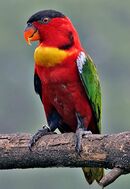 A red parrot with a black forehead, a yellow throat, green wings, white shoulders, and blue ankles