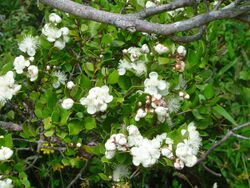 Luma apiculata-Arrayán (flor).JPG