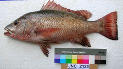 Lutjanus argentimaculatus JNC2123 New Caledonia.JPG