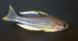 Melanotaenia pygmaea male.png