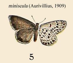 MinisculaAurivillius1909.JPG