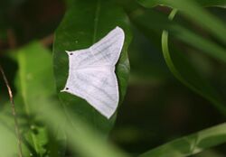 Moth sp. in Kandalama, Sri Lanka - 6.jpg