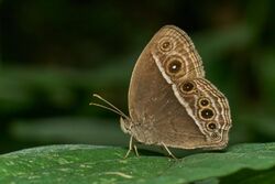 Mycalesis mineus-Kadavoor-2017-04-26-001.jpg