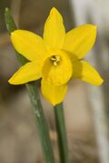 Flower of Narcissus calcicola