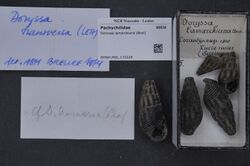 Naturalis Biodiversity Center - RMNH.MOL.172229 - Doryssa lamarckiana (Brot) - Pachychilidae - Mollusc shell.jpeg