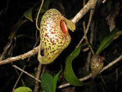 Nepenthes aristolochioides 1.JPG