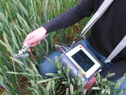 OS1p modulated fluorometer measuring photosynthetic yield Y(II) in the field..jpg