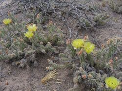 Opuntia-arenaria.jpg