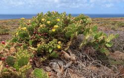 Opuntia stricta - Tenerife 01.jpg