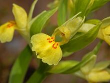 Orchidaceae - Dactylorhiza sambucina-1.JPG