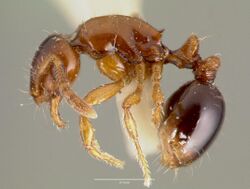 Oxyepoecus inquilinus casent0006160 profile 1.jpg