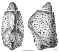 PHAS Phasmidae Argosarchus horridus egg1.png