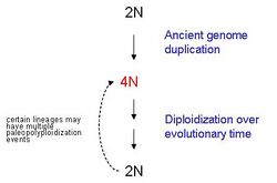 Paleopolyploidy.jpg