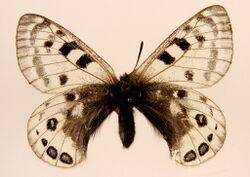 Parnassius cephalus ulster 1889.jpg