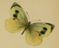 Pieris wollastoni-PD.png