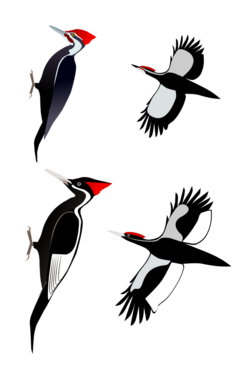 PileatedIvoryWoodpecker.svg