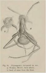Pityomyrmex tornquisti Wheeler 1915.jpg