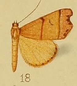 Pl.37-fig.18-Paralephana nigriciliata (Hampson, 1910) (Rhyncodes).JPG