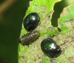 Plagiodera versicolora larva adults.jpg