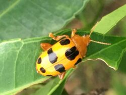 Podontia affinis affinis adult.jpg