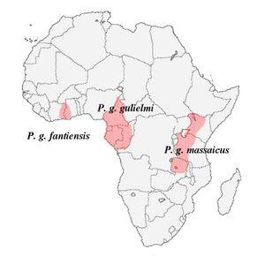 Poicephalus gulielmi - subspecies ranges in Africa.jpg