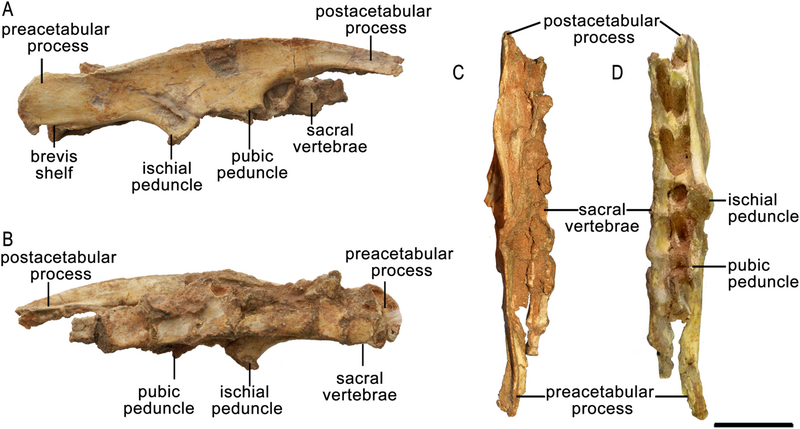 File:Protoceratops ZPAL MgD-II 3 right ilium.png