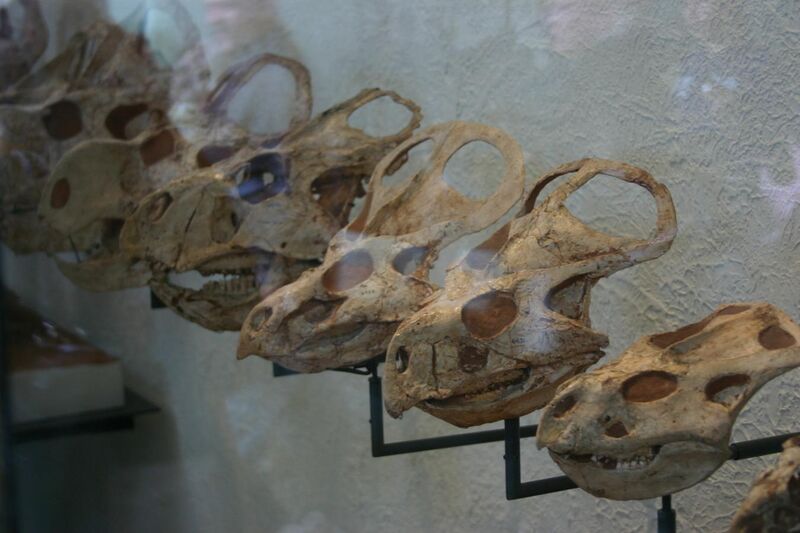 File:Protoceratops skulls at AMNH (3).jpg