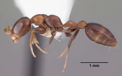 Pseudomyrmex ejectus casent0102683 profile 1.jpg