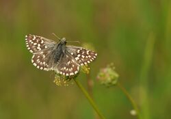 Pyrgus melotis - Aegean skipper.jpg