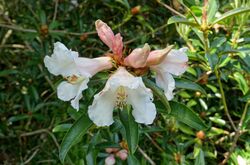 Rhododendron maddenii (Rhododendron polyandrum) - Caerhayes Castle gardens - Cornwall, England - DSC03016.jpg
