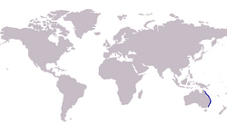 S. maculata distribution map.PNG