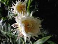 Selenicereus chrysocardium flowers.jpg