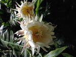 Selenicereus chrysocardium flowers.jpg