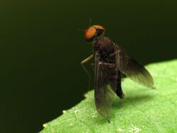 Snipe Fly Male (7280363662).jpg