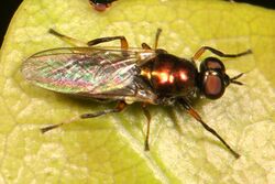 Soldier Fly - Nothomyia calopus, Everglades National Park, Homestead, Florida - 13775364924.jpg